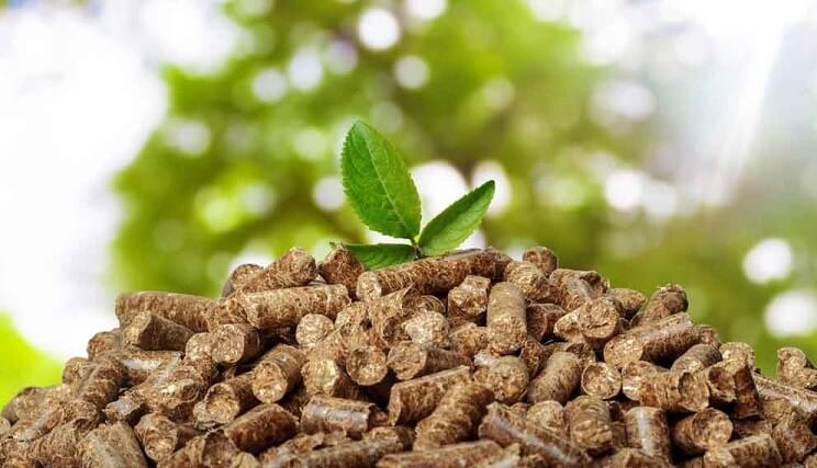 Biomass là gì?