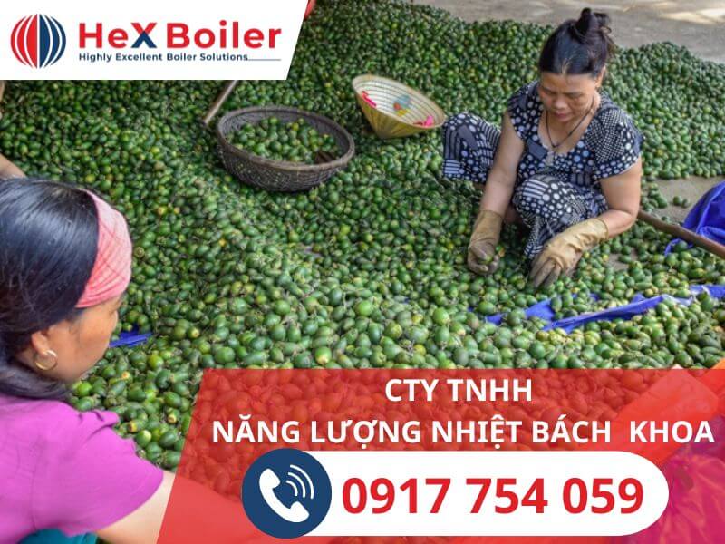 Cau tươi được chọn lọc đau vào hệ thống sấy