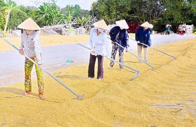 Nguyên tắc phơi sấy lúa