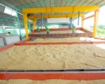 Kỹ thuật sấy lúa đạt chất lượng cao bằng lò hơi